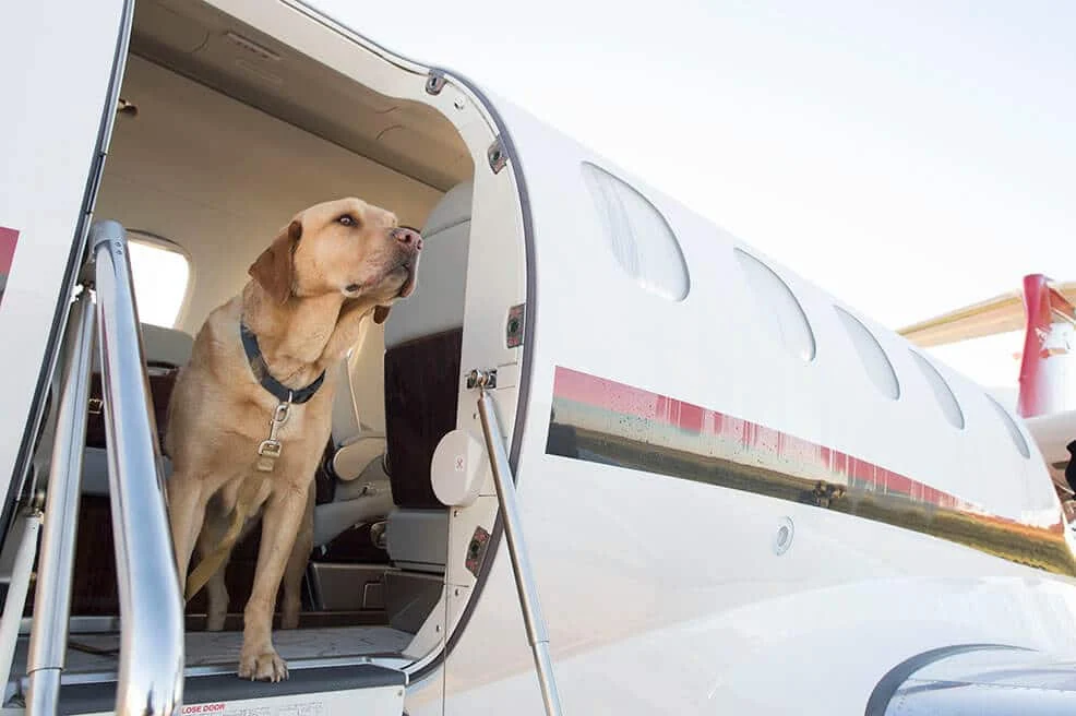 phenom-300-a-dog-named-red